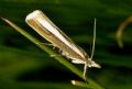 Catoptria radiella